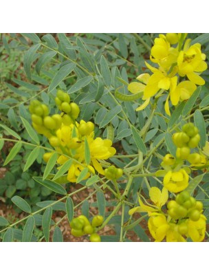 Image 26387 supplémentaire pour Séné Tinnevelly - Feuilles entières 100g - Tisane de Cassia angustifolia