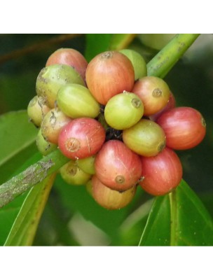 Image 26650 supplémentaire pour Café vert Bio - Moulu et non torréfié 250g - Nature et Partage