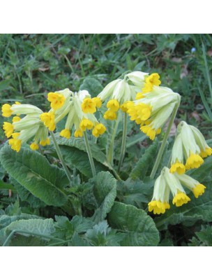 Image 26949 supplémentaire pour Primevère Bio - Fleurs 50g - Tisane de Primula veris L.