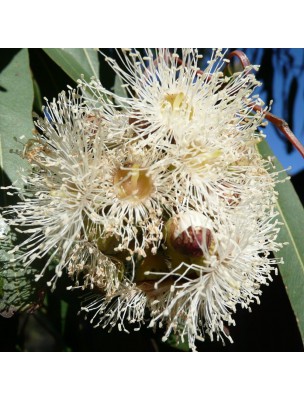 Image 26965 supplémentaire pour Eucalyptus citronné Bio - Huile essentielle Eucalyptus citriodora 30 ml - Pranarôm