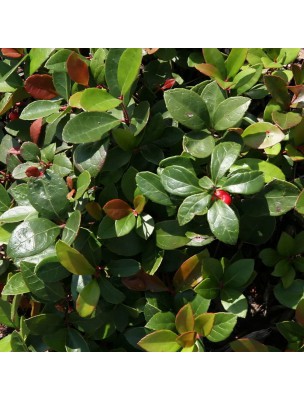 Image 26981 supplémentaire pour Gaulthérie odorante Bio -  Huile essentielle de Gaultheria fragrantissima 30 ml - Pranarôm