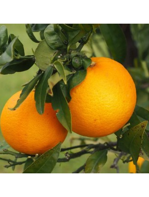 https://www.louis-herboristerie.com/27005-home_default/orange-douce-bio-huile-essentielle-citrus-sinensis-30-ml-pranarom.jpg