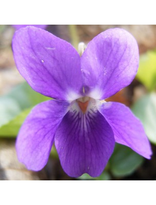 Image 27063 supplémentaire pour Violette Bio - Fleurs 25g - Tisane de Viola odorata