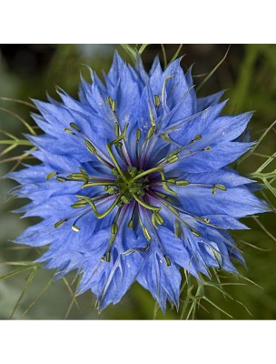 Image 27261 supplémentaire pour Nigelle (Cumin noir) Bio - Graine 100g - Tisane de Nigella sativa L.