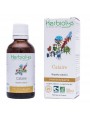Image de Catnip Bio - Digestion Mother tincture of Nepata cataria 50 ml Herbiolys via Buy Organic Exotic Basil - Ocimum basilicum essential oil ct