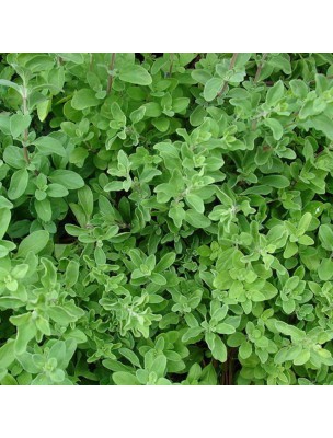 Image 27524 supplémentaire pour Marjolaine à coquilles Bio - Huile essentielle d'Origanum majorana 10 ml - Herbes et Traditions
