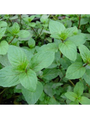 Menthe poivrée Bio - Huile essentielle de Mentha piperita 10 ml - Herbes et Traditions