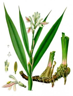 Image 27646 supplémentaire pour Galanga - Racine poudre 100g - Tisane d'Alpinia officinarum