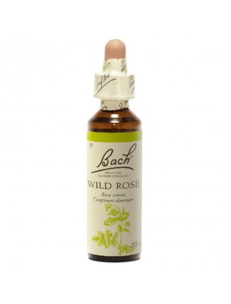 Wild Rose (Eglantier) N° 37 - Résignation 20ml - Fleurs de Bach Original Wild Rose (Eglantier) N° 37 - Résignation 20ml - Fleurs de Bach Original