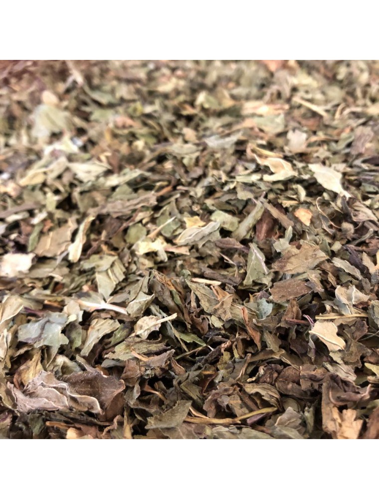 Image principale de la modale pour Menthe poivrée France Bio - Feuilles 100g - Tisane de Mentha piperita L.