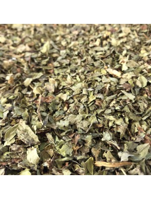 Image de Lemon balm organic - Broken leaves 100g - Herbal tea Melissa officinalis L. depuis Relaxation and relaxation in nature