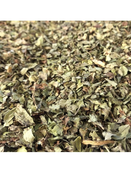 Mélisse Bio - Feuilles brisures 100g - Tisane Melissa officinalis L.