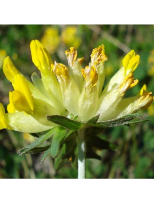 https://www.louis-herboristerie.com/28042-home_default/anthyllide-vulneraire-bio-digestion-and-skin-mother-tincture-of-anthyllis-vulneraria-50-ml-in-french-herbiolys.jpg