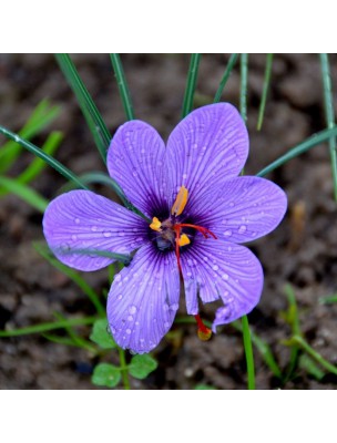 Safran Bio - Digestion et Stress Teinture-mère de Crocus sativus 50 ml - Herbiolys