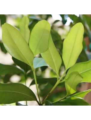 https://www.louis-herboristerie.com/28220-home_default/bay-de-st-thomas-pimenta-racemosa-essential-oil-5-ml-bioflore.jpg