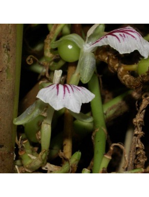 Image 28325 supplémentaire pour Cardamome - Fruit entier 100g - Tisane d'Elettaria cardamomum