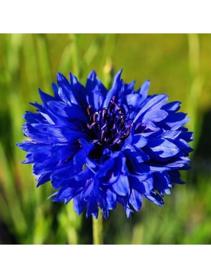 Image 28615 supplémentaire pour Bleuet Bio - Hydrolat de Centaurea Cyanus 200 ml - Herbes et Traditions