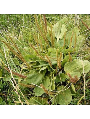 Image 28678 supplémentaire pour Plantain rond - Feuille coupée 100g - Tisane de Plantago major