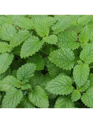 https://www.louis-herboristerie.com/28802-home_default/lemon-balm-organic-cut-leaves-50g-herbal-tea-melissa-officinalis-l.jpg