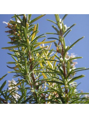 Image 28927 supplémentaire pour Romarin à verbénone Bio - Hydrolat de Rosmarinus Officinalis 200 ml - Herbes et Traditions