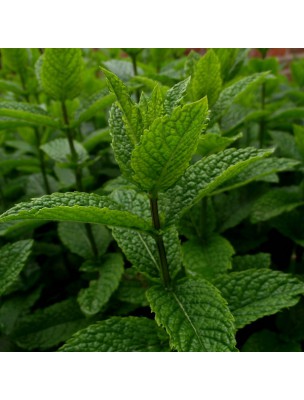 Image 28929 supplémentaire pour Menthe Poivrée Bio - Hydrolat de Mentha Piperita 200 ml - Herbes et Traditions