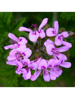 Image 28935 supplémentaire pour Géranium Bourbon Bio - Hydrolat de Pelargonium graveolens 200 ml - Herbes et Traditions