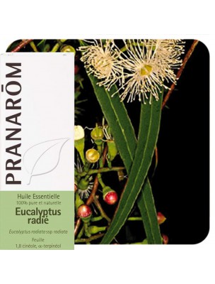 Image de Eucalyptus radié - Huile essentielle Eucalyptus radiata 10 ml - Pranarôm depuis Aromathérapie : huiles essentielles unitaires pour votre bien-être (4)