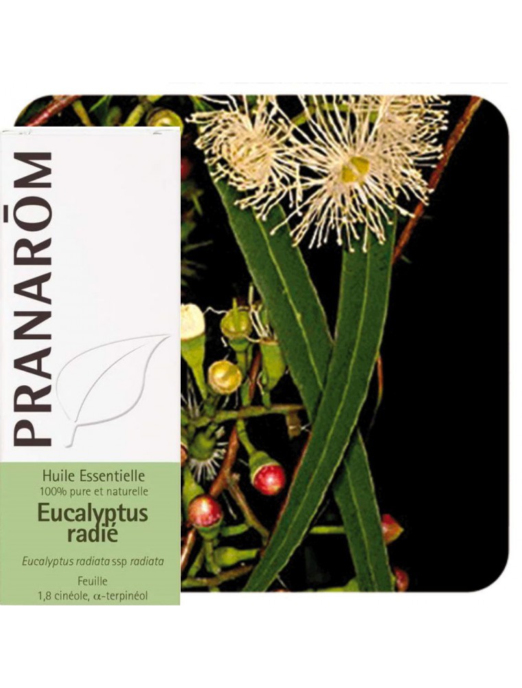 Eucalyptus radié - Huile essentielle Eucalyptus radiata 10 ml - Pranarôm