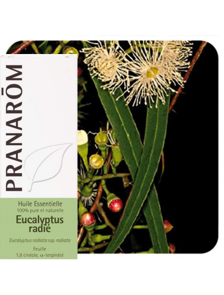 Image principale de Eucalyptus radié - Huile essentielle Eucalyptus radiata 10 ml - Pranarôm