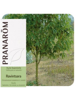 Image de Ravintsara - Cinnamomum camphora Essential Oil 10 ml - Natural Pranarôm depuis Ravintsara essential oils selected by our herbalist