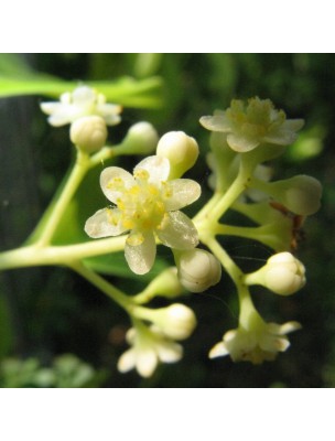 Ravintsara - Huile essentielle de Cinnamomum camphora 10 ml - Pranarôm
