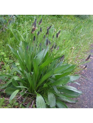 Image 29828 supplémentaire pour Plantain lancéolé - Feuille coupée 100g - Tisane de Plantago lanceolata