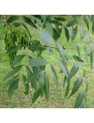 Image 29837 supplémentaire pour Frêne - Ecorce coupée 100g - Tisane de Fraxinus excelsior