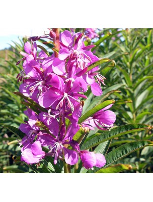 Image 30145 supplémentaire pour Epilobe à petites fleurs Bio - Partie aérienne coupée 100g - Tisane d'Epilobium parviflorum