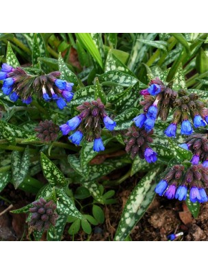 Image 30154 supplémentaire pour Pulmonaire Bio - Feuilles coupées 100g - Tisane de Pulmonaria officinalis L.