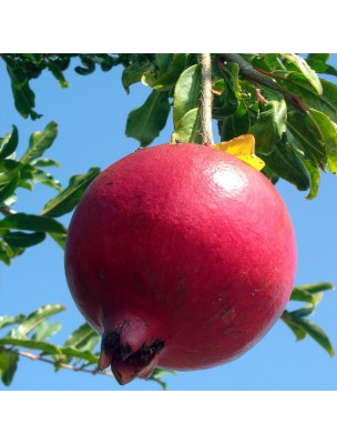 Buy Pomegranate Firming Serum - Intensive Care 30 ml