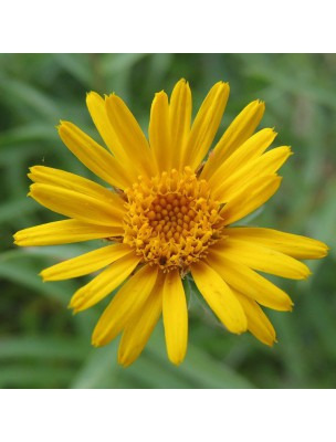 Image 30339 supplémentaire pour Baume à l'Arnica Bio - Herbe aux chutes 40 g - Saint-Benoît