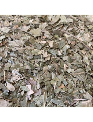 Image de Margousier (Neem) - Feuilles coupées 100g - Tisane d'Azadirachta indica via Quassia - Bois coupé 100g