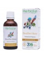 Image de Bouillon Blanc (Molène) Bio - Respiration Teinture-mère de Verbascum thapsus 50 ml - Herbiolys via Noisetier bourgeon Bio - Foie et Poumons 30 ml -