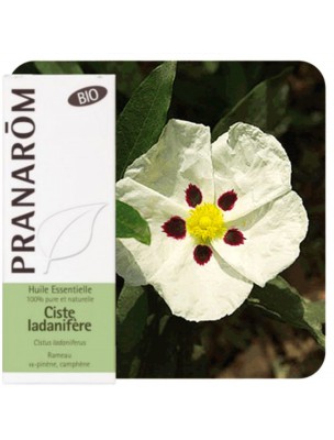 Image de Ciste ladanifère Bio - Huile essentielle de Cistus ladaniferus 5 ml - Pranarôm via Hélichryse Bio - Huile essentielle d'Helichrysum italicum 5ml - Abiessence