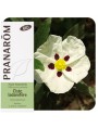 Image de Cistus ladaniferus Bio - Essential oil of Cistus ladaniferus 5 ml - Pranarôm via Buy Helichrysum Bio - Helichrysum italicum Essential Oil 5 ml