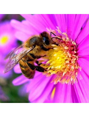 Image 31709 supplémentaire pour Baume Mains de Secours Bio - Cire d'abeille, Miel de Lavande et Propolis 75 ml - Ballot-Flurin
