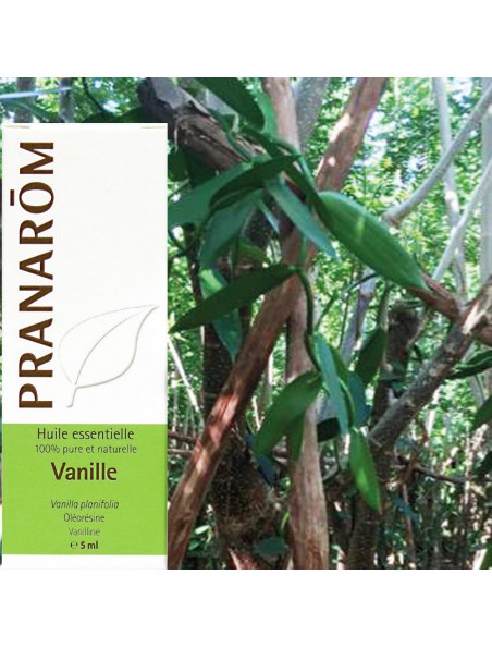 Image principale de Vanille Bio - Vanilla planifolia 5 ml - Pranarôm
