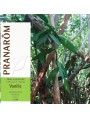Image de Vanilla Bio - Vanilla planifolia 5 ml - Pranarôm via Buy Geranium of Egypt - Pelargonium x asperum Essential Oil 10