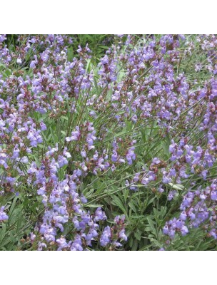 Image 32642 supplémentaire pour Sauge Sclarée Bio - Hydrolat de Salvia Sclarea 200 ml - Herbes et Traditions