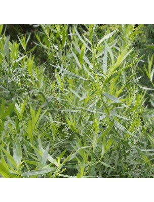 Image 32660 supplémentaire pour Estragon Bio - Huile essentielle d'Artemisia dranunculus 5 ml - Herbes et Traditions