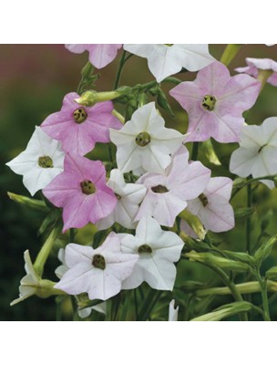 Image 33148 supplémentaire pour Guimauve Bio - Bâton ou Hochet - Racine d'Althaea officinalis L.