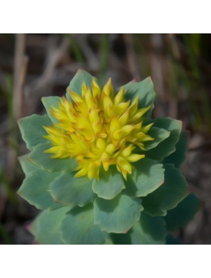 Image 34299 supplémentaire pour Rhodiola - Stress et Fatigue 60 gélules végétales - Solgar