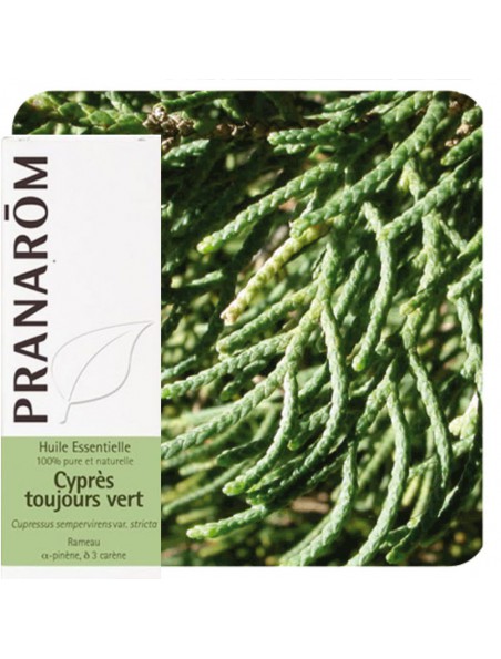 Image principale de Cyprès de Provence (Cyprès toujours vert) - Huile essentielle de Cupressus sempervirens 10 ml - Pranarôm