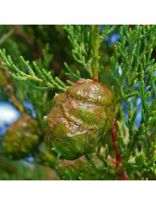 Cyprès de Provence (Cyprès toujours vert) - Huile essentielle de Cupressus sempervirens 10 ml - Pranarôm
